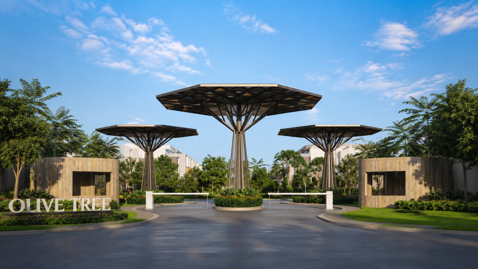 Cluster Olive Tree